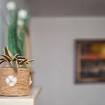 Neda * Split